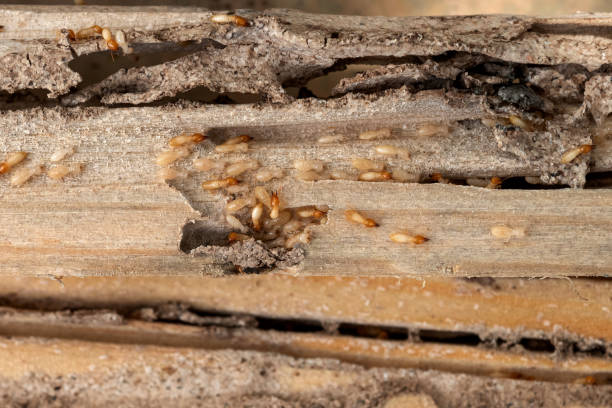 Best Pest Inspection Near Me  in Home Garden, CA
