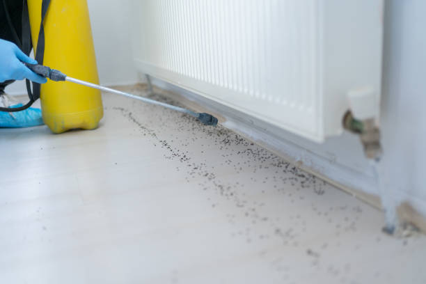 Best Termite Control Services  in Home Garden, CA